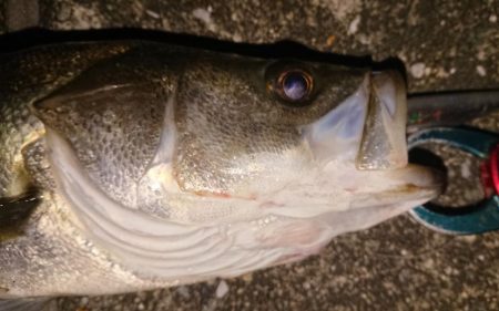 夕練北風強かった~