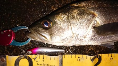 雨の朝練シーバス調査