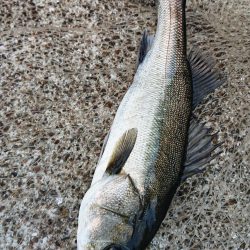 明るいうちにシーバスキャッチ!