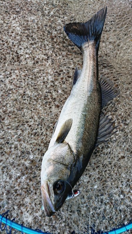 明るいうちにシーバスキャッチ!