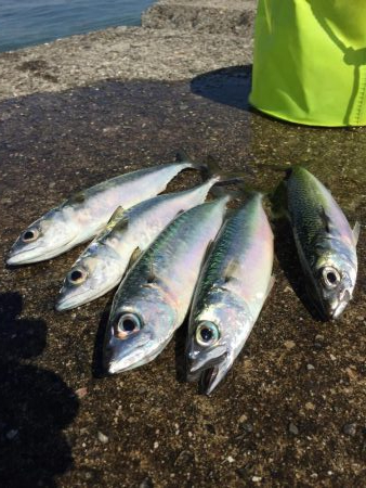 なんとかサゴシ釣れました