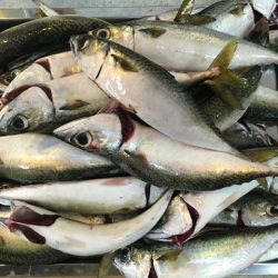 武庫川尻でサーフトローリング＆サヨリ釣り