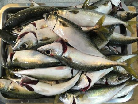 武庫川尻でサーフトローリング＆サヨリ釣り