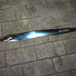 大阪南港・シーサイドコスモでタチウオ釣り