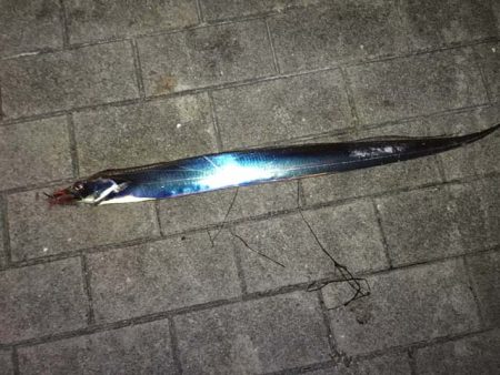 大阪南港・シーサイドコスモでタチウオ釣り