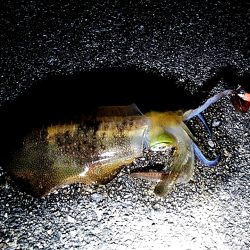 台風明けて・・・・・