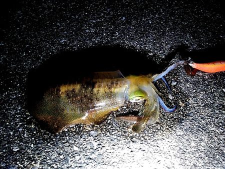 台風明けて・・・・・