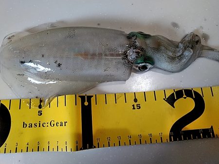 これからが、アオリイカ楽しみです(#^^#…