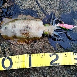 アオリイカ少し大きくなってきました!!