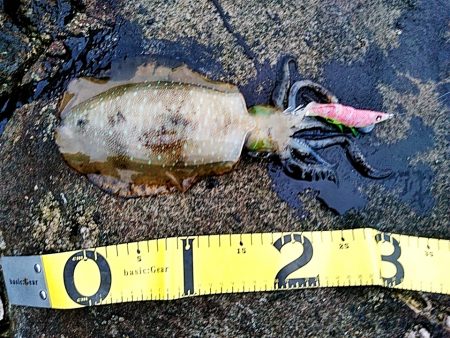 アオリイカ少し大きくなってきました!!