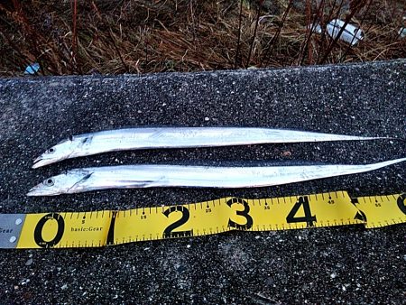 太刀魚釣れました(#^^#)