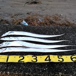 太刀魚4本上がりました!!