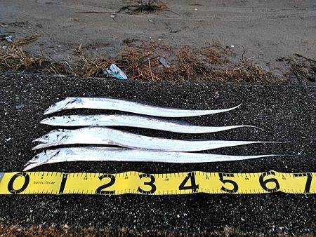 太刀魚4本上がりました!!