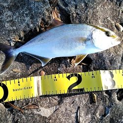 アオリが駄目でしたが、シオが上がりました!!