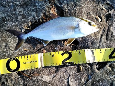 アオリが駄目でしたが、シオが上がりました!!