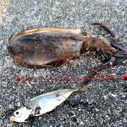 アオリイカと太刀魚上がってました!!