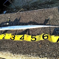 何とか一本太刀魚上がりました!!