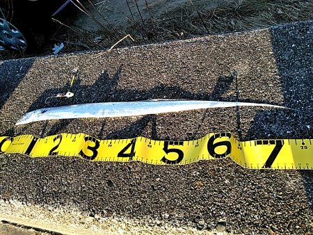 何とか一本太刀魚上がりました!!