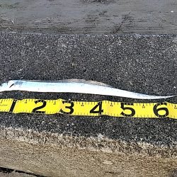 太刀魚1本上がりました！！