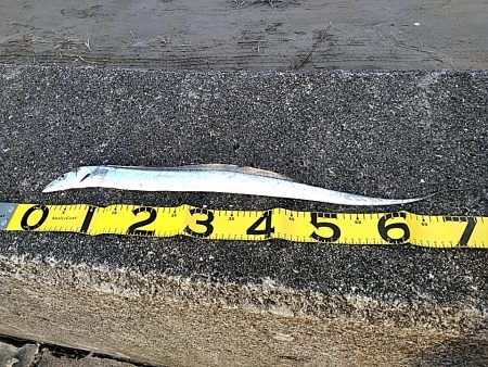 太刀魚1本上がりました！！