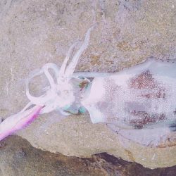 まだまだ小さい