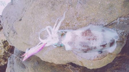 まだまだ小さい