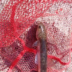 ショアジギング6