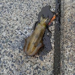 まるまる太った