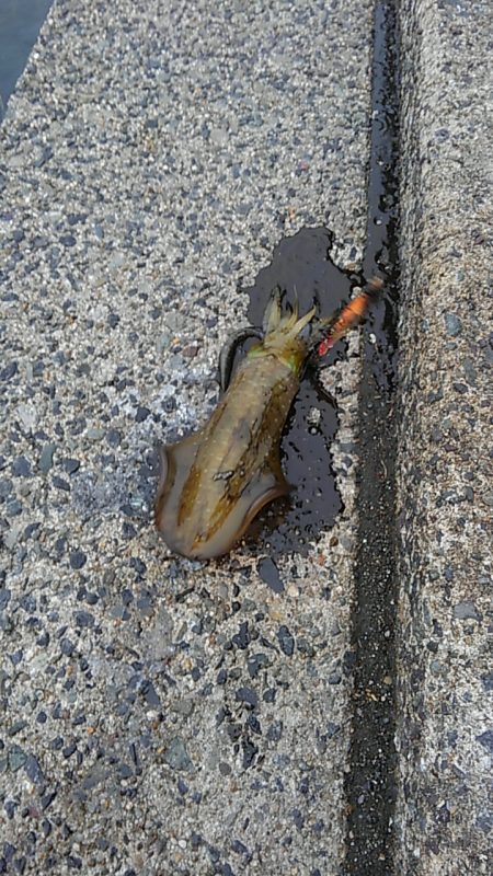 まるまる太った