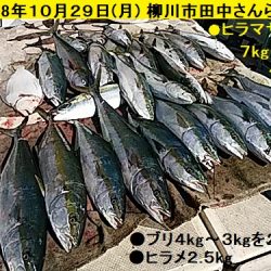 大物釣果速報！●光義丸：平戸市早福港