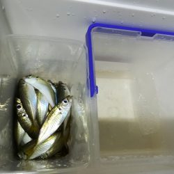久々にサビキ釣りをしてみた