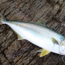台風前に、なんとかヒラマサゲット