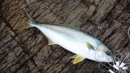 台風前に、なんとかヒラマサゲット