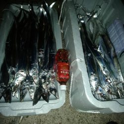 サバなし→爆釣