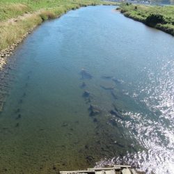 狩野川(狩野川漁業協同組合) 釣果