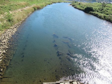 狩野川(狩野川漁業協同組合) 釣果