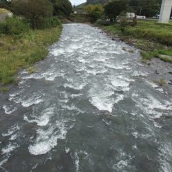狩野川(狩野川漁業協同組合) 釣果
