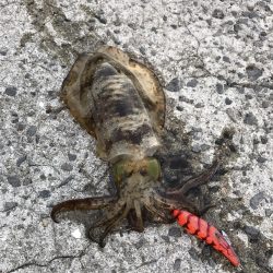 中紀でエギング、アオリイカ２ケタ