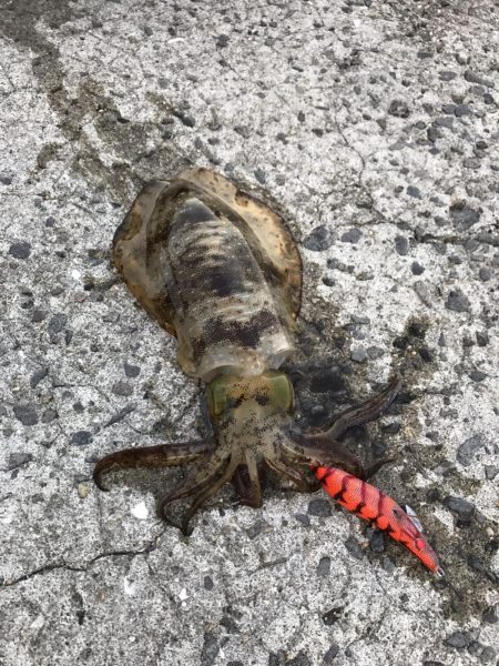 中紀でエギング、アオリイカ２ケタ