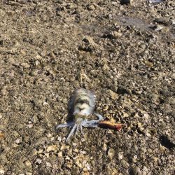 北東爆風の中で秋イカエギング