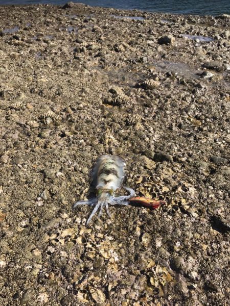 北東爆風の中で秋イカエギング