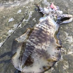 ナイトエギングで良型秋イカ