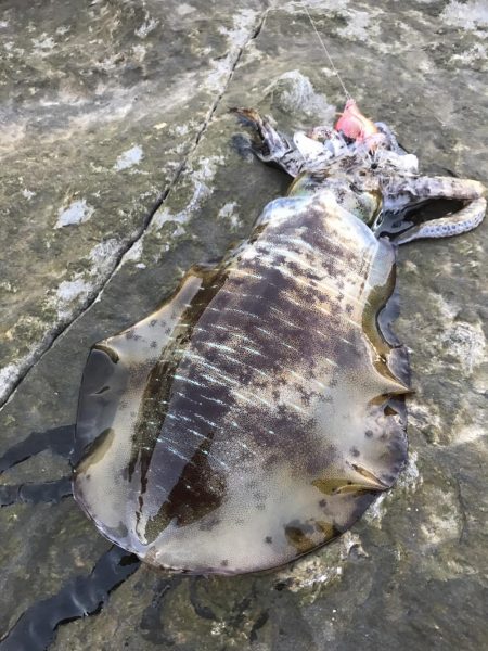 ナイトエギングで良型秋イカ