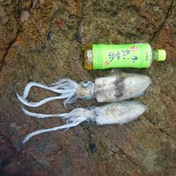 アオリイカ成長してきました。