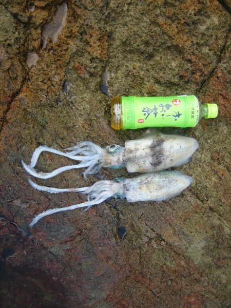 アオリイカ成長してきました。