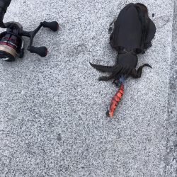 ちょこっとエギングでアオリイカ