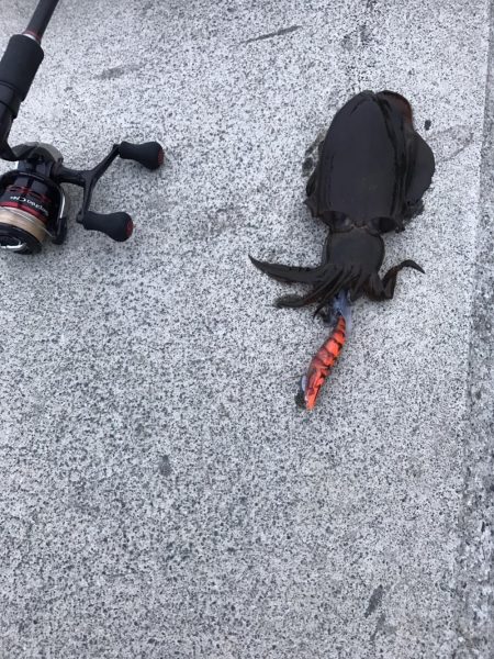 ちょこっとエギングでアオリイカ
