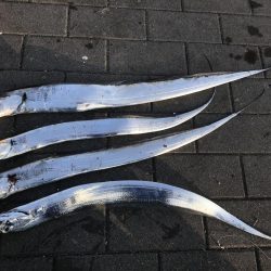 朝タチウオ(^_^)