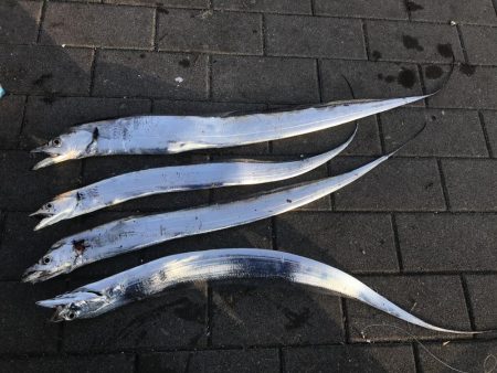 朝タチウオ（＾_＾）