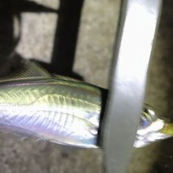 チャリコング楽しそう